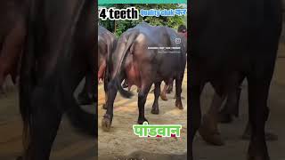 song beniwal dairy farm newsong beniwaldairyfarm sukhbir dhanda dairy farm [upl. by Fernandez]