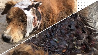 Dog almost killed by Maggots amp Flies recoversanimallifeline1124 [upl. by Lieno]