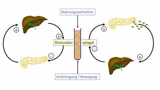 Regulation des Blutzuckerspiegels [upl. by Veronica891]