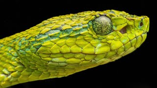 Herping the Cloud Forests of Honduras in Search of Rare Green Vipers [upl. by Accire]