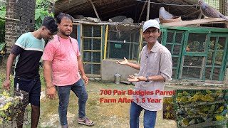 700 Pair Budgies Parrot Breeding Farm After 15 Years Julfikkar Bhai [upl. by Acsicnarf]