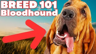 BREED 101 BLOODHOUND Everything You Need To Know About The BLOODHOUND [upl. by Arnuad]