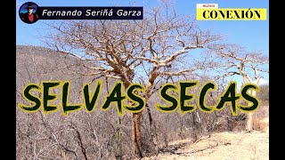 SELVAS SECAS [upl. by Darce]