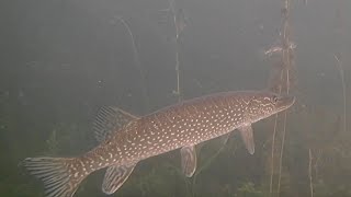 Ice Fishing Pike With Underwater Camera First Ice [upl. by Millwater]