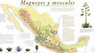 What is mezcal MEZCAL EXPLAINED IN 5 MINUTES [upl. by Llacam]