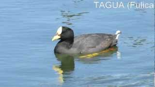 TAGUA Fulica armillata [upl. by Forras]