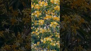 Flower tree with yellow amp white flowers  Australian Frangipani  Hymenosporum flavum flowertree [upl. by Adnauqal]