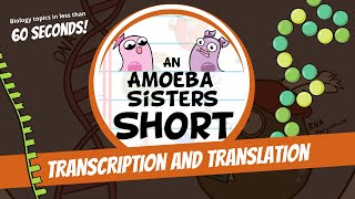 Transcription and Translation Steps in Protein Synthesis  Amoeba Sisters Shorts [upl. by Firestone419]