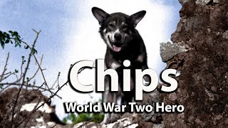 ChipsDecorated Military Working Dog in World War Two [upl. by Nivag]