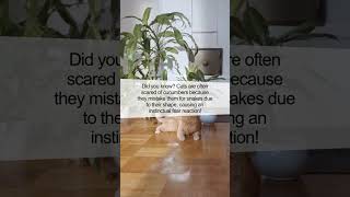 Why Cats Are Afraid of Cucumbers The Viral Phenomenon Explained [upl. by Ilene304]