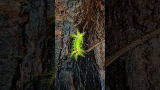 Stinging nettle slug caterpillar  phocoderma velutina moth 🐛 caterpillar moth stingy notouch 😈 [upl. by Jameson]