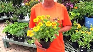 Kiefer Landscaping  Gaillardia Arizona Apricot [upl. by Holli]