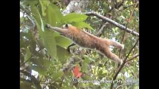 Slow Loris in Laos [upl. by Waechter255]