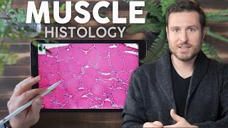 Muscle Histology Explained for Beginners  Corporis [upl. by Ihsakat]