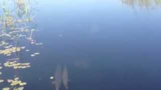 Alligator Gar Fish On Lake Okeechobee [upl. by Janenna]