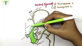 Gluteal ligaments  Sacrospinous and Sacrotuberous ligament  Anatomy  Knowing anatomy [upl. by Aksel920]