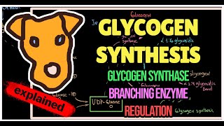 Glycogen Synthesis Regulation Mechanism of Glycogen synthase Branching enzyme [upl. by Theobald332]