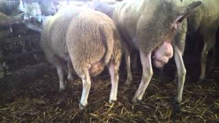 Texel sheep in monta cascine vernesi [upl. by Macrae732]