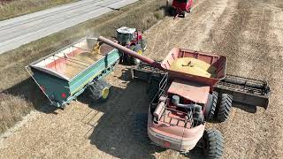 CANADIAN FARMER  2023 SOYBEAN Harvest featuring a Massey Ferguson 9895 combine and MF8680 tractor [upl. by Tneicniv]