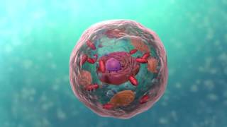 A Level Biology Topic 1 Cell Structure [upl. by Mannuela]