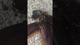 Ants Eating A Dead Roach insects shorts [upl. by Ij]