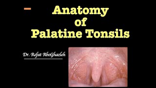 Anatomy of Palatine Tonsils [upl. by Cedell]