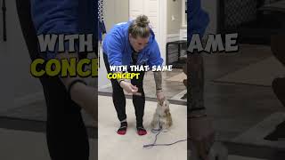 Small Dog Loose Leash Walking Training [upl. by Forster]