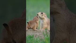 Adorable Baby Prairie Dogs [upl. by Zeralda]