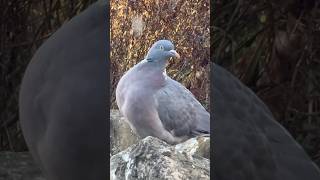 Hoppy The Wood Pigeon In His Favourite Place [upl. by Acisse]