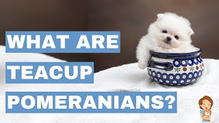 Are Teacup Pomeranians Real [upl. by Strawn]