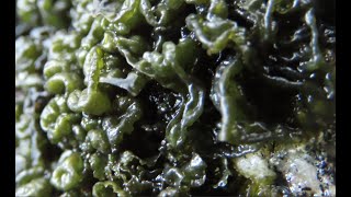 Looking for the jelly lichen named Lathagrium fuscovirens Video [upl. by Drais998]