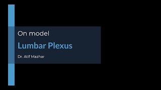 Lumbar Plexus on Model [upl. by Col454]