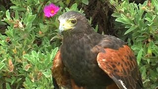 Harris Hawk [upl. by Braynard]