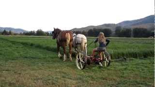 Mowing Hay with Horses [upl. by Gerbold]