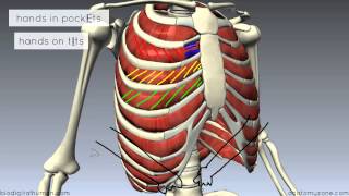 Muscles of the Thoracic Wall  3D Anatomy Tutorial [upl. by Hoopen614]