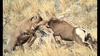 Big Horn Sheep Fight [upl. by Codding]