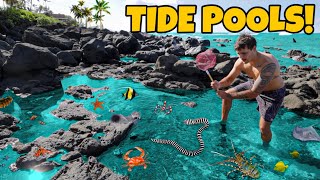 Finding CREEPY Sea Creatures in REMOTE TIDE POOLS [upl. by Ntsyrk121]