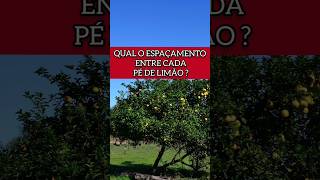 QUAL ESPAÇAMENTO ENTRE CADA PÉ DE LIMÃO pomar horta agricultura [upl. by Ahsito]