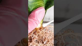 Сансевиерия Ханни Гилд ЭйджSansevieria Hahnii Gilt Edge Пересадка🪴 [upl. by Sumahs]