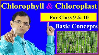 Chlorophyll amp Chloroplast  For class 9 amp 10 [upl. by Max896]