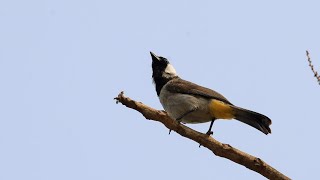 White eared bulbul song  Mumbai [upl. by Launcelot]