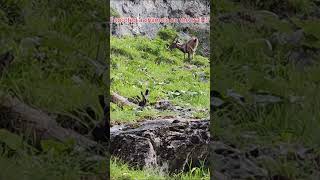 I spotted a chamois on the trail in Alps  kukla adventure adventures wildlife trail video [upl. by Crowley]