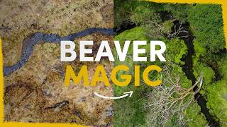 How beavers can fully revitalise a farm [upl. by Sarchet]