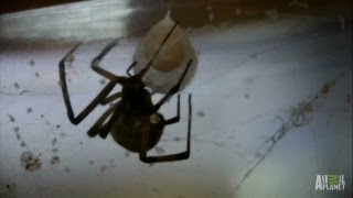 Brown Widow Spiders Invade  Infested [upl. by Ennayoj]