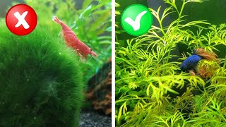 My Honest Review of 10 quotBeginnerquot Aquarium Plants [upl. by Danaher]