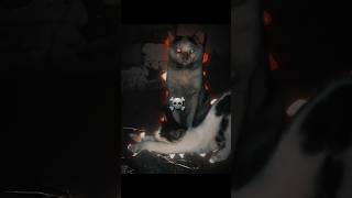 The Most Dangerous Cat 🐈☠️ Pt1 edit dangerouscat [upl. by Kelsi]