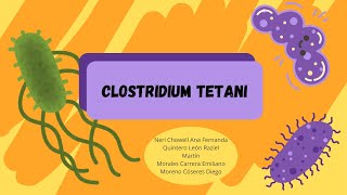 Clostridium tetani [upl. by Nael481]