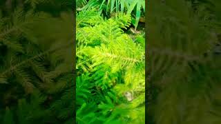 Araucaria plant 🪴 How to grow Plant [upl. by Brenda]