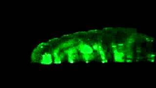 Drosophila GF Movement [upl. by Inaboy813]