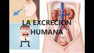 La excrecion humana [upl. by Liana]